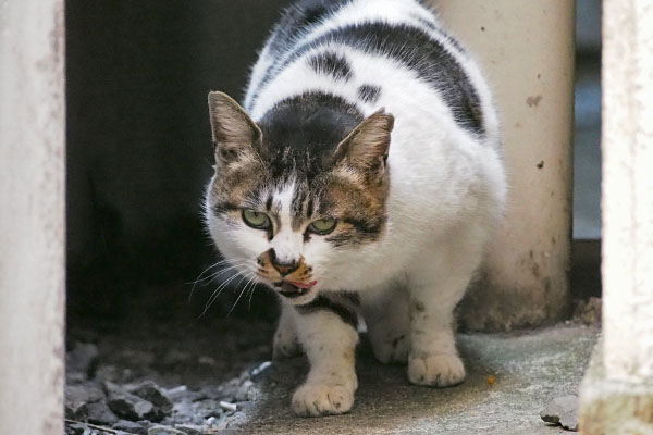 ごちそうさま　しぐれ