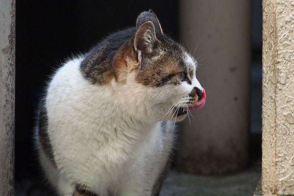 ぺろんしながら　しぐれ