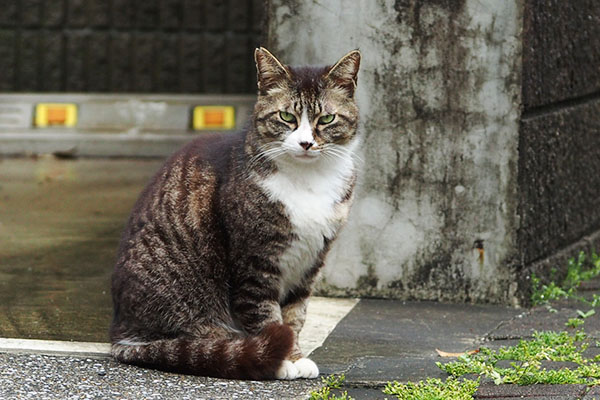 今要らん　アシメ