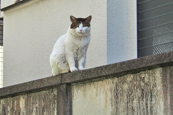 ルーフと目が合う