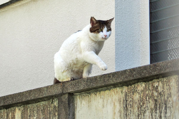 来てくれる　ルーフ