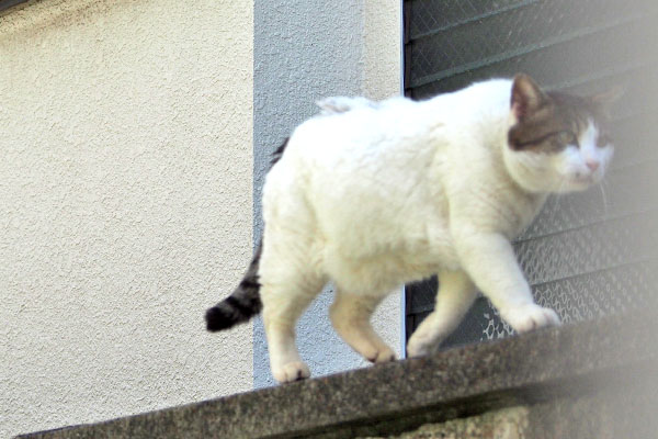 お腹たゆん　ルーフ