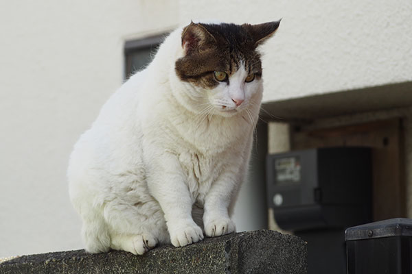 お座り　ルーフ