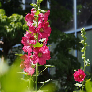 tachiaoi flower