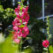 tachiaoi flower