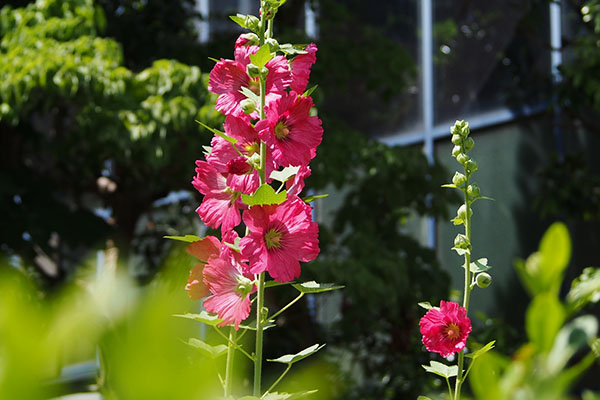 tachiaoi flower