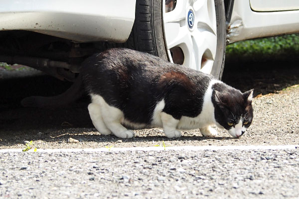 まこにカツオ