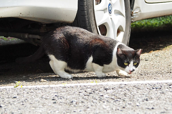 あママが見てる　まこ