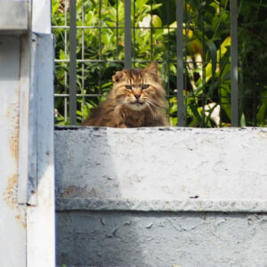 merenge top