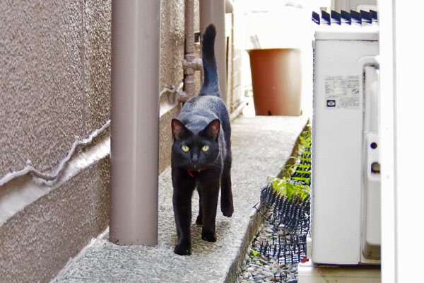 しっぽ上げ　モノタ