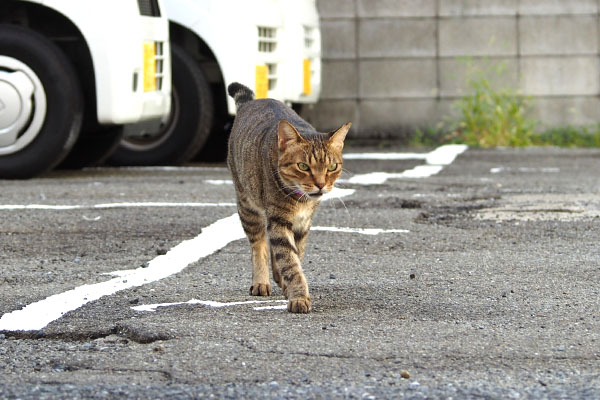 鳴く２　らい