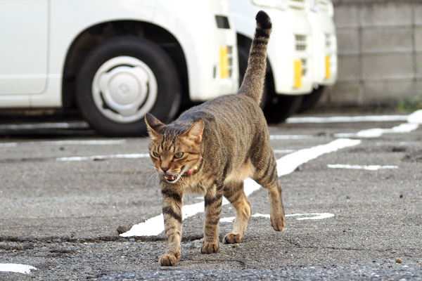 しっぽ上げて　らい