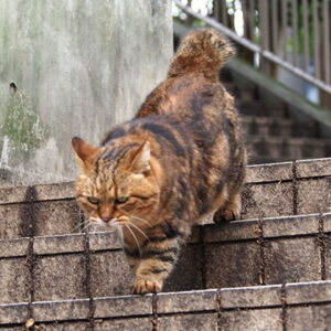kuratan on the step