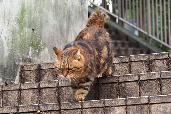 kuratan on the step