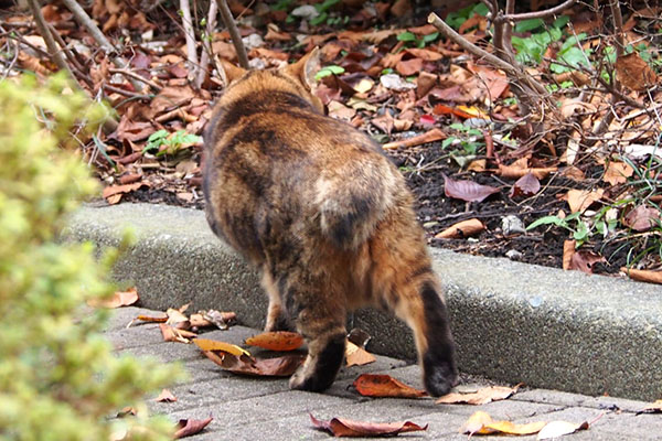 去って行く　クラタン
