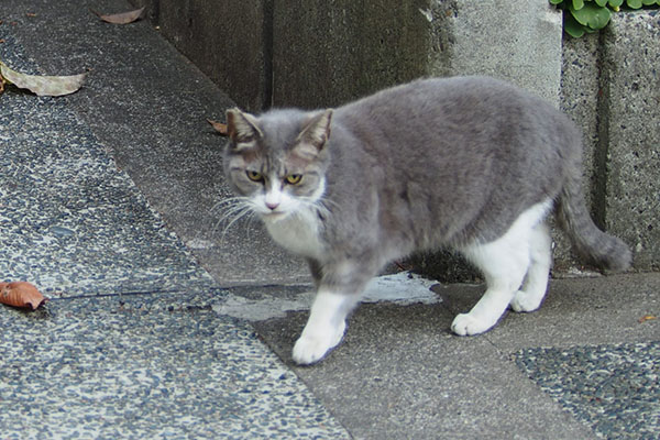 移動する　レックス