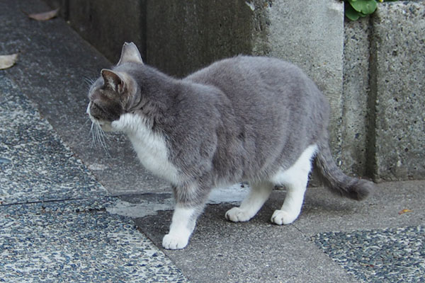 あっちかにゃ　レックス