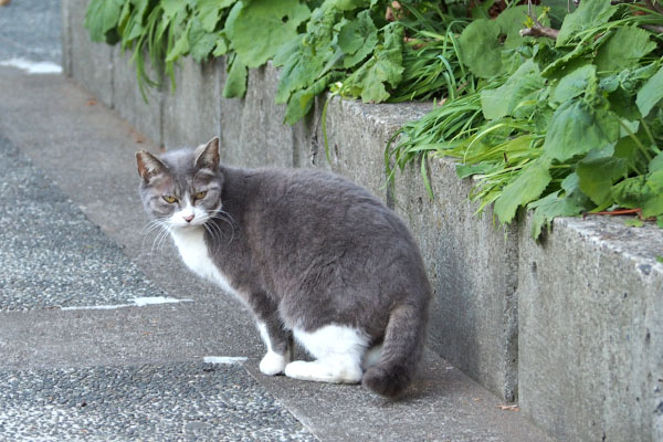 毛並みも綺麗　レックス
