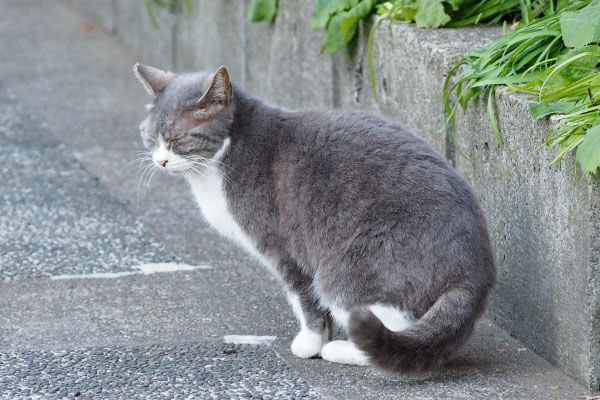 待つ　レックス