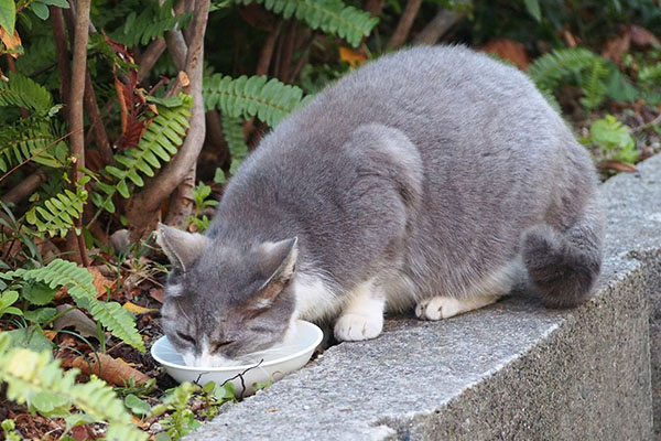 食べる　レックス