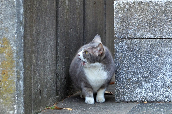 移動　レックス