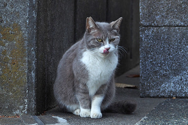 ぺろん　レックス