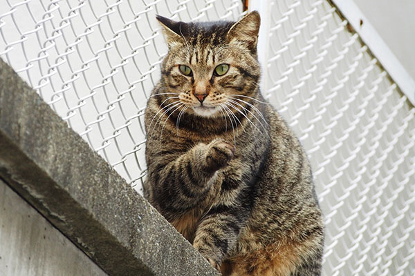 シマヲを見てる人を見る　シマヲ