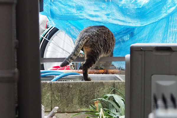 シマヲ　柵乗り越え中