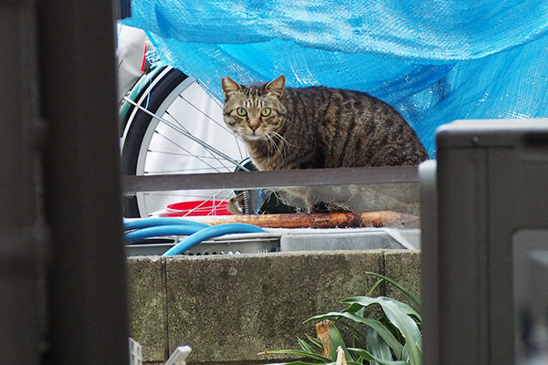 めかちゃった　シマヲ