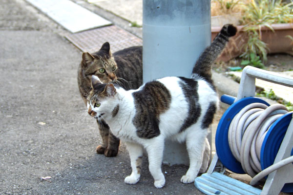 ふたりで出迎え　セイとシマヲ