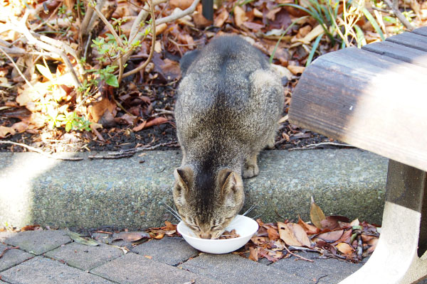 アビ　なぜその体勢