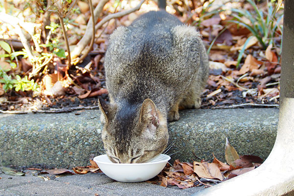 アビ　下りたら