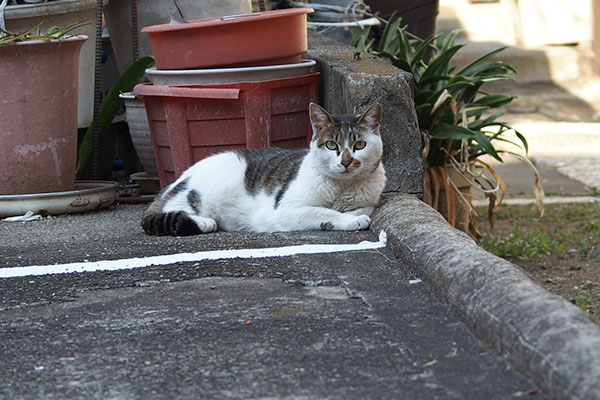 日影にセイ