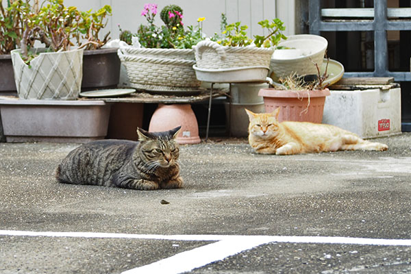 日向にそらちゃんとシマヲ