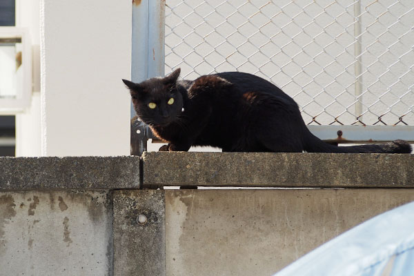 モノタ　塀の上