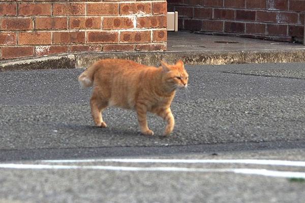 イカ耳ウォーク　そら