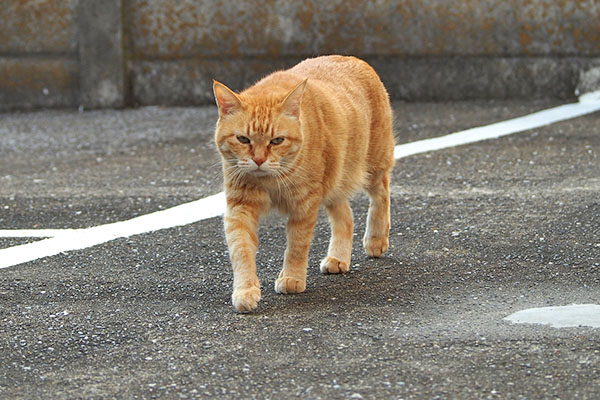 とてとて　そら