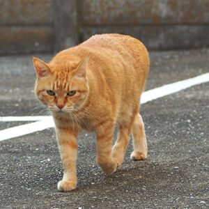 sora top walk