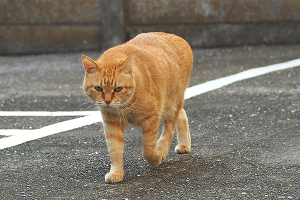 sora top walk