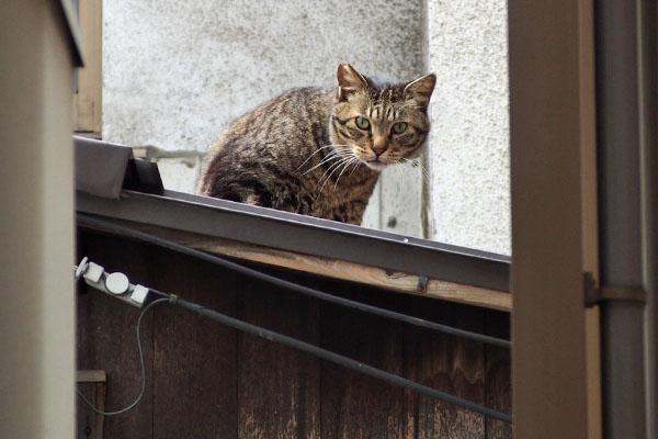 あ見てるなシマヲ