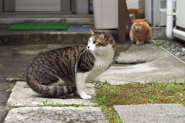 後ろ見る　コルビ