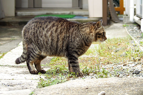 シマヲ登場