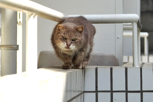 行くから　グリ