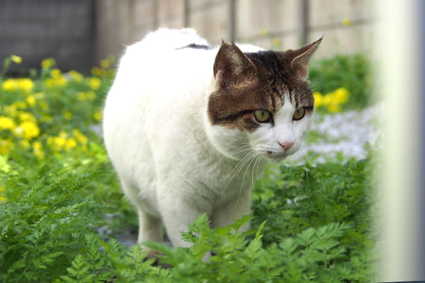 ストップ　ルーフ