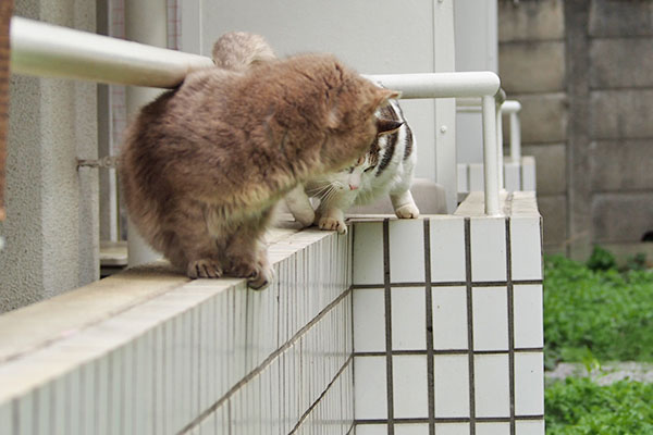 ふたりでバタバタ
