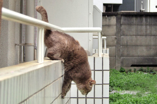 塀を伝う　グリ