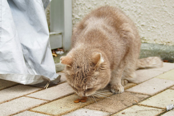 グリ到着して食べる