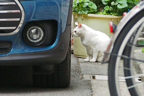 何見てる　オーロラ