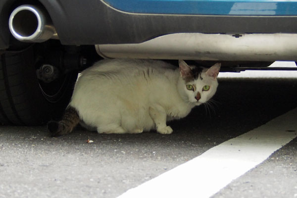 車の下　オーロラ