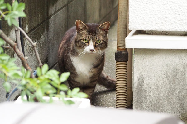 一旦退避　アシメ